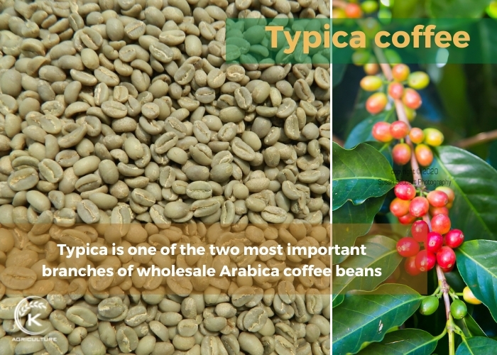 arabica-coffee-beans-wholesale-2