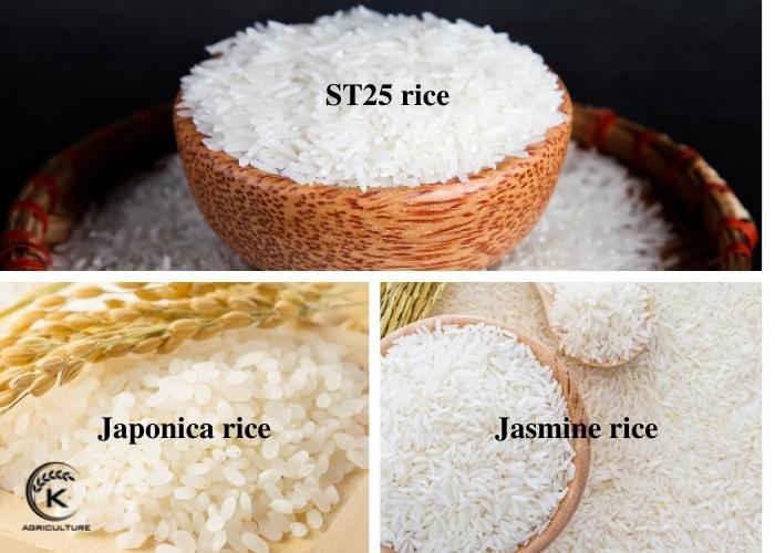 Vietnamese rice suppliers – Opportunities for development